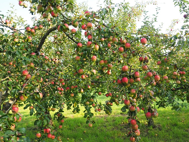 Apple Orchards
