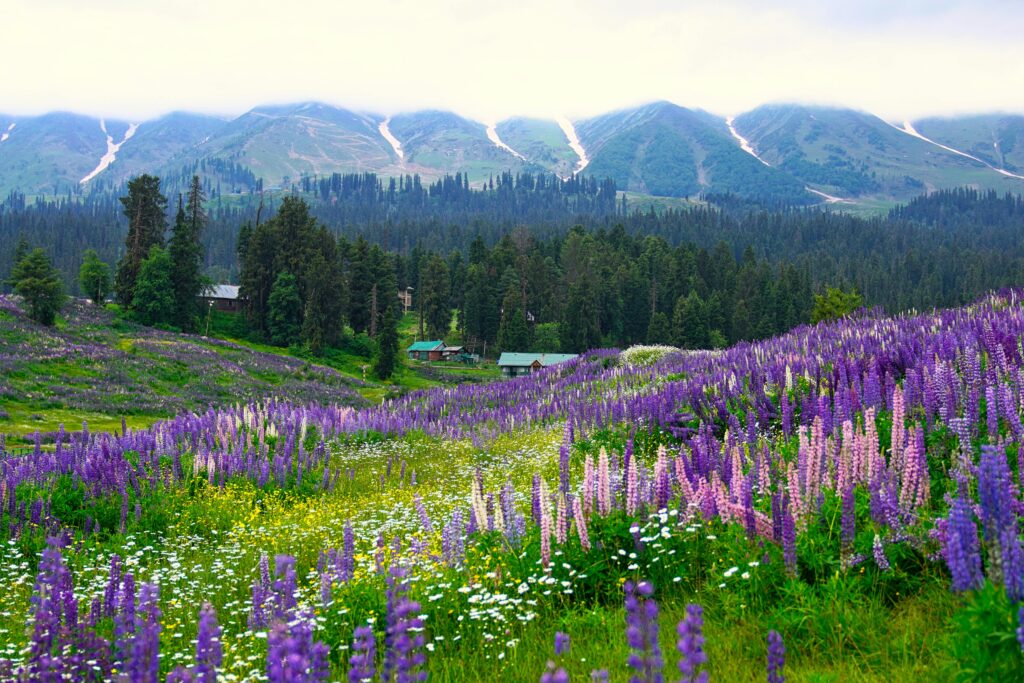 valley of flower